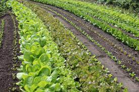 Images Gratuites : champ, ferme, aliments, salade, vert, produire, légume,  surgir, sol, agriculture, jardin, Rangées, plantation, Brassica, remise,  Structure extérieure, Légume-feuille 5184x3456 - - 779640 - Banque d image  gratuite - PxHere